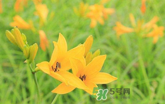 黃花菜是酸性還是堿性？黃花菜是熱性還是涼性