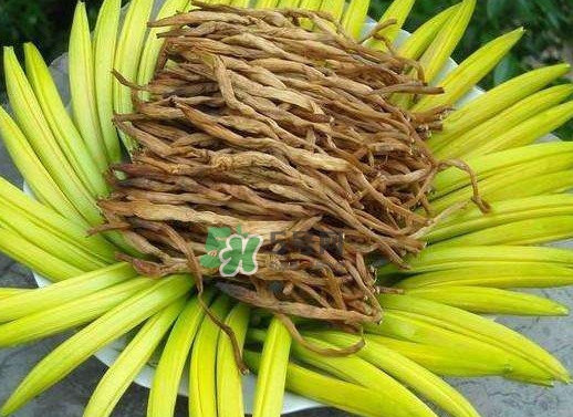 黃花菜是忘憂草嗎？黃花菜是不是金針菜
