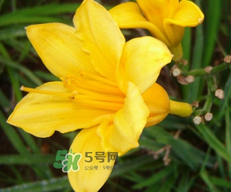 黃花菜是下奶的嗎？黃花菜是發(fā)奶的嗎