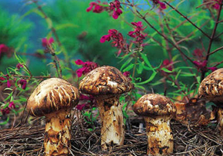 新鮮松茸可以帶上飛機(jī)嗎？干松茸可以帶上飛機(jī)嗎