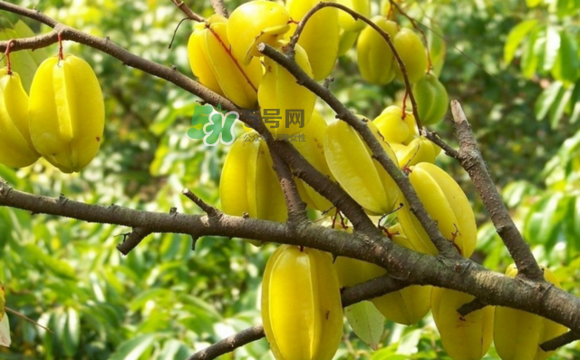 楊桃是什么季節(jié)的水果？楊桃怎么吃營養(yǎng)價(jià)值最高？