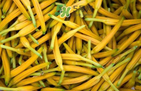 黃花菜是忘憂草嗎？黃花菜是不是金針菜