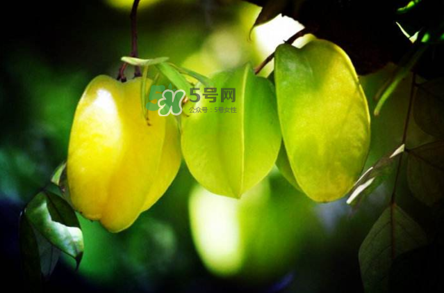 楊桃是什么季節(jié)的水果？楊桃怎么吃營養(yǎng)價(jià)值最高？