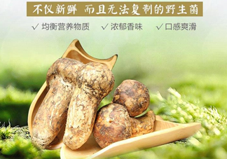 新鮮松茸怎么挑選？干松茸如何挑選