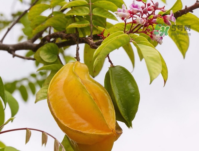 月經(jīng)期可以吃楊桃嗎？月經(jīng)期可以吃什么水果？
