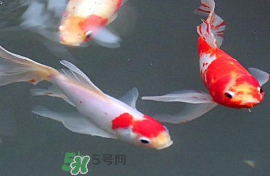 錦鯉多少錢一條？錦鯉怎么養(yǎng)不容易死