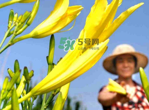 黃花菜是下奶的嗎？黃花菜是發(fā)奶的嗎