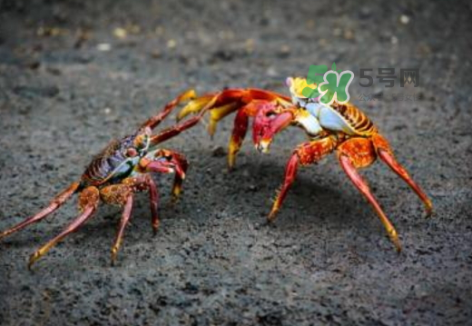 紅印蟹怎么回事？紅印蟹有什么不同？