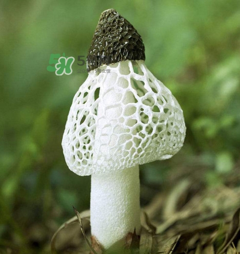 竹蓀黑色菌蓋能吃嗎？竹蓀食用禁忌是什么