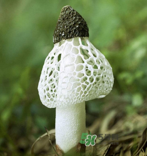 竹蓀什么樣的好？買竹蓀怎么挑選