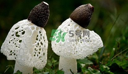 竹蓀黑色菌蓋能吃嗎？竹蓀食用禁忌是什么