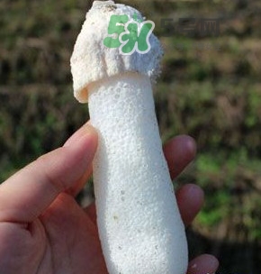 竹蓀什么樣的好？買竹蓀怎么挑選