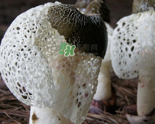 竹蓀有肥皂味正常嗎？竹蓀有酒味了還能吃嗎
