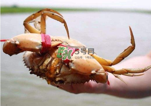 黃油蟹什么季節(jié)吃最好？黃油蟹產(chǎn)地