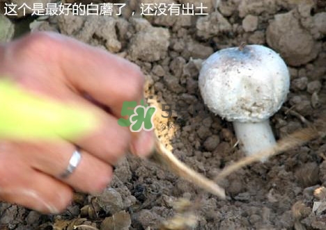 白蘑菇是什么種類(lèi)？白蘑菇怎么洗才洗得干凈