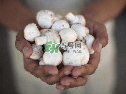 口蘑是發(fā)物嗎？口蘑是白蘑菇嗎