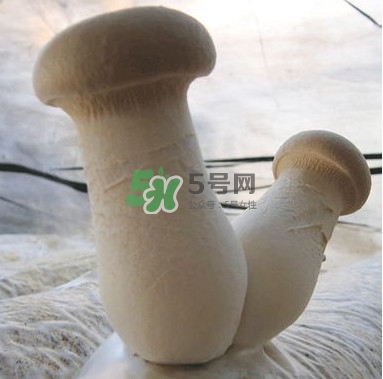 杏鮑菇是發(fā)物嗎？杏鮑菇怎么切好看
