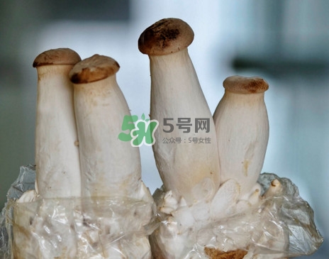 杏鮑菇怎么清洗？杏鮑菇怎么保存