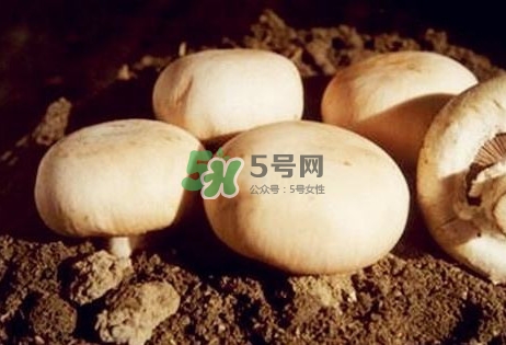 口蘑是發(fā)物嗎？口蘑是白蘑菇嗎