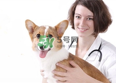 孕婦能養(yǎng)狗嗎？孕婦養(yǎng)狗注意事項(xiàng)