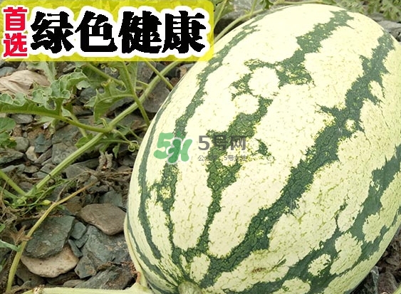 石頭瓜什么時候上市？石頭瓜多少錢一斤？