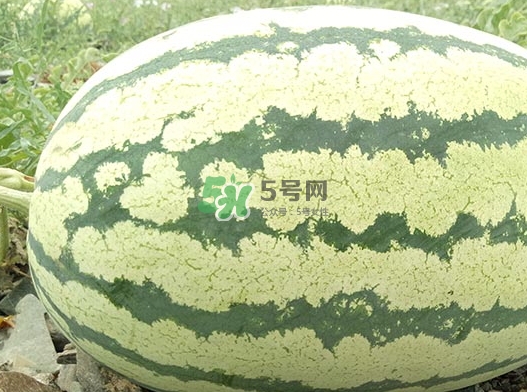 石頭瓜什么時候上市？石頭瓜多少錢一斤？