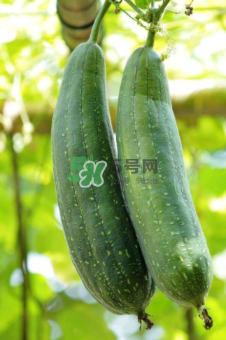 秋天吃絲瓜掉頭發(fā)嗎？秋天吃絲瓜愛掉頭發(fā)是真的嗎？