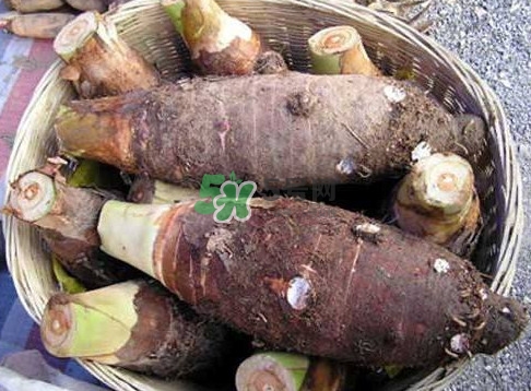 香芋和芋頭是一樣的嗎？香芋和芋頭有什么區(qū)別