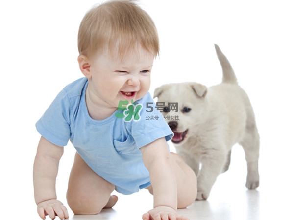 孕婦能養(yǎng)狗嗎？孕婦養(yǎng)狗注意事項(xiàng)