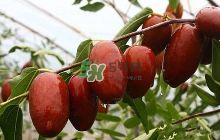 秋季吃什么水果最好？秋季常吃什么水果比較好？