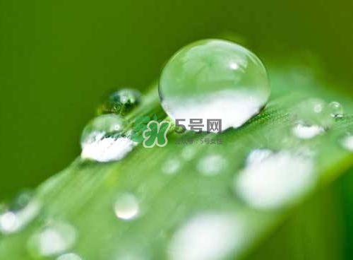白露可以種什么菜？白露過后能種植什么蔬菜？