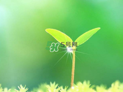 白露可以種什么菜？白露過后能種植什么蔬菜？