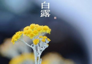 白露可以種什么菜？白露過(guò)后能種植什么蔬菜？