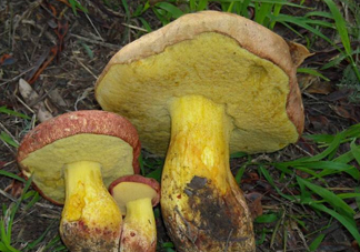 牛肝菌要泡發(fā)多久？牛肝菌怎么清洗