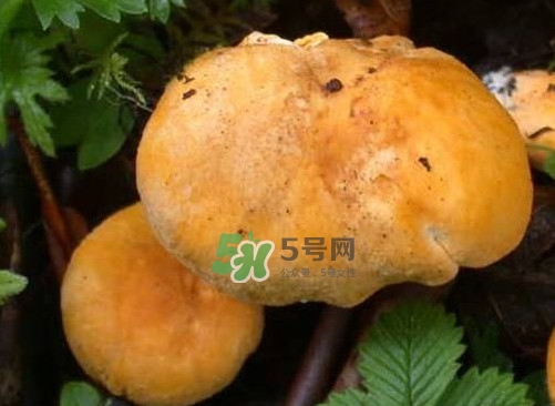 新鮮雞油菌怎么保存？干雞油菌怎么保存
