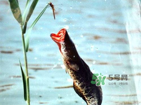 九月份可以釣黑魚嗎？9月份可以釣黑魚嗎？