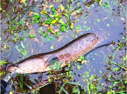 九月份可以釣黑魚嗎？9月份可以釣黑魚嗎？
