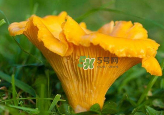 雞油菌是寒性的嗎？雞油菌是發(fā)物嗎