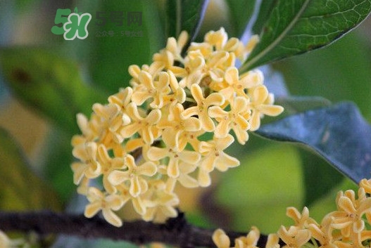 家里為什么不能種桂花？桂花為什么不能栽在家里