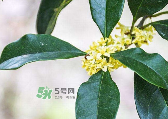 桂花樹種在院子哪里好？桂花樹種在家門口好嗎