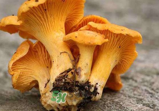 雞油菌怎么清洗？雞油菌要焯水嗎