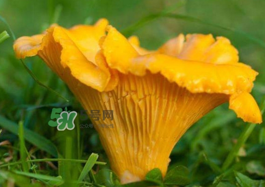 雞油菌孕婦能吃嗎？孕婦可以吃雞油菌嗎