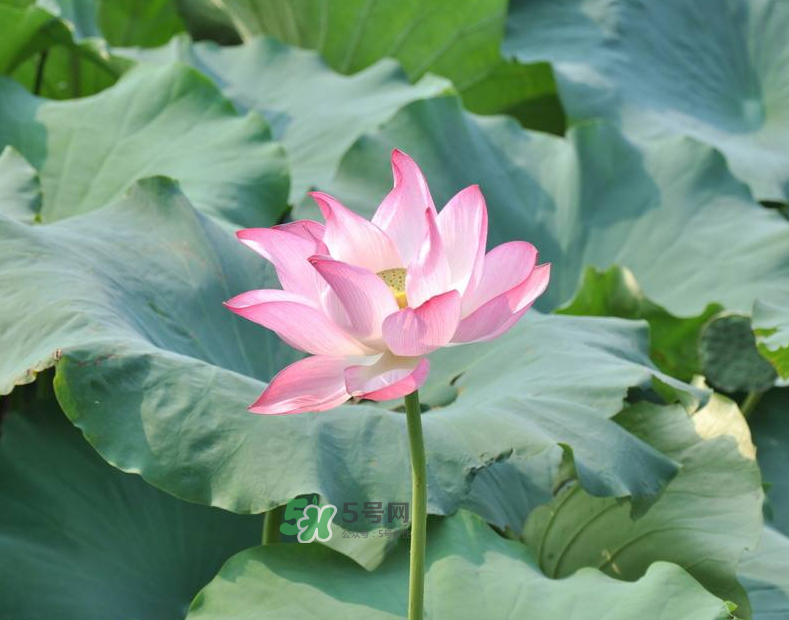 荷花桿可以吃嗎？荷花桿怎么吃？