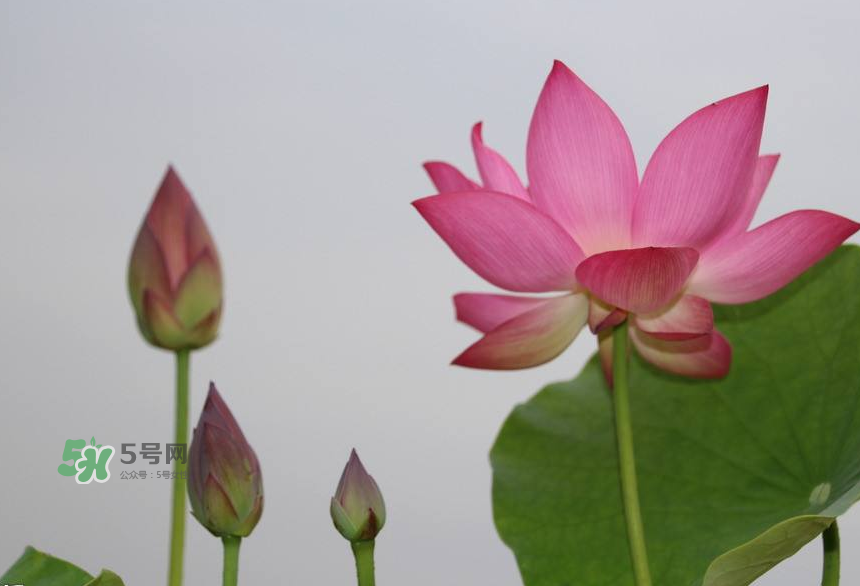 荷花桿可以吃嗎？荷花桿怎么吃？
