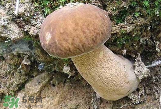 牛肝菌種類有哪些？牛肝菌與什么食物相克