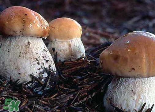 牛肝菌種類有哪些？牛肝菌與什么食物相克