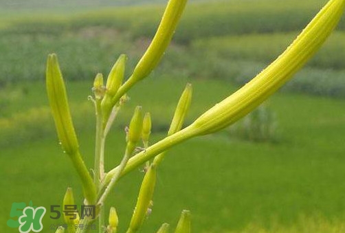 黃花菜是植物的什么部分？黃花菜要去芯嗎？