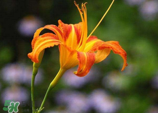 黃花菜開(kāi)花了還能吃嗎？開(kāi)花的黃花菜可以吃嗎