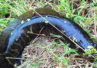 九月份可以釣黑魚嗎？9月份可以釣黑魚嗎？
