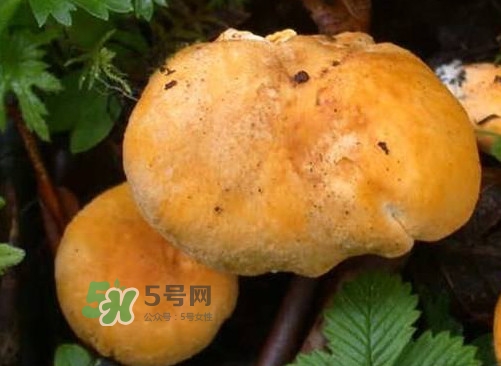 雞油菌是寒性的嗎？雞油菌是發(fā)物嗎